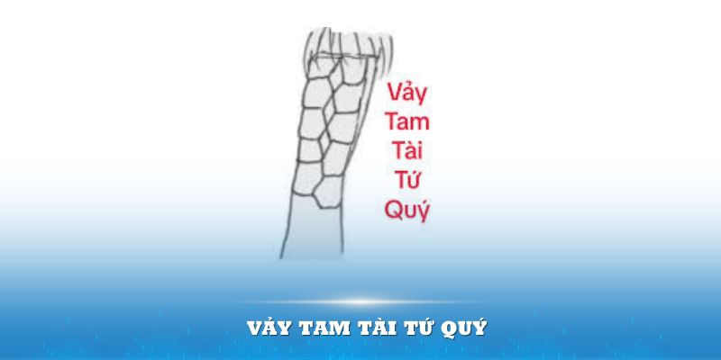 Vảy tam tài tứ quý