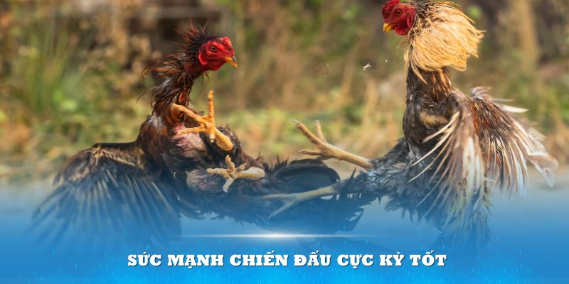 Chiến kê sở hữu vảy tam tài tứ quý sẽ có sức mạnh chiến đấu cực kỳ tốt